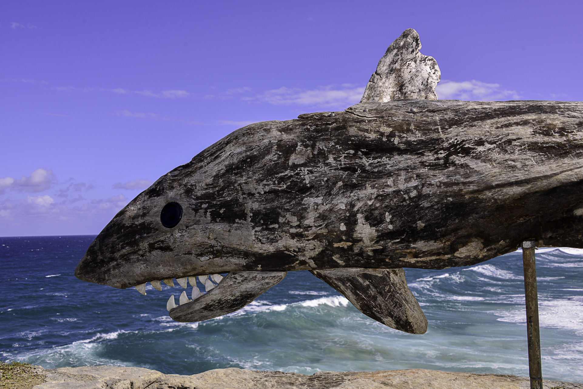 A Great White Pointer View by Ian Swift — photo 1 of 4